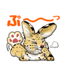 11 サーバルキャット（個別スタンプ：5）