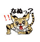 11 サーバルキャット（個別スタンプ：30）