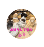 ぢげん＆ひな＋special（個別スタンプ：3）