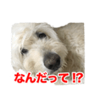 ポポちゃんの使いやすいスタンプ（個別スタンプ：4）