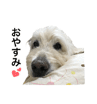 ポポちゃんの使いやすいスタンプ（個別スタンプ：6）