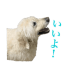 ポポちゃんの使いやすいスタンプ（個別スタンプ：7）