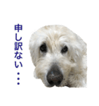 ポポちゃんの使いやすいスタンプ（個別スタンプ：8）