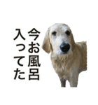 ポポちゃんの使いやすいスタンプ（個別スタンプ：9）