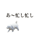 ポポちゃんの使いやすいスタンプ（個別スタンプ：10）