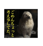 ポポちゃんの使いやすいスタンプ（個別スタンプ：17）