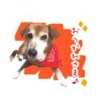 どんな時も犬と暮らす♪（個別スタンプ：1）