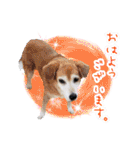 どんな時も犬と暮らす♪（個別スタンプ：2）