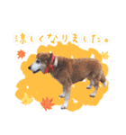 どんな時も犬と暮らす♪（個別スタンプ：3）