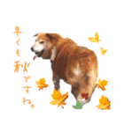 どんな時も犬と暮らす♪（個別スタンプ：4）