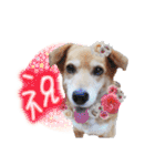 どんな時も犬と暮らす♪（個別スタンプ：5）