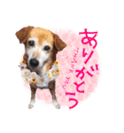 どんな時も犬と暮らす♪（個別スタンプ：6）