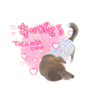 どんな時も犬と暮らす♪（個別スタンプ：7）