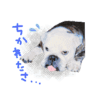 どんな時も犬と暮らす♪（個別スタンプ：9）