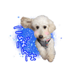 どんな時も犬と暮らす♪（個別スタンプ：13）