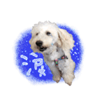 どんな時も犬と暮らす♪（個別スタンプ：14）