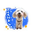 どんな時も犬と暮らす♪（個別スタンプ：15）