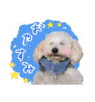 どんな時も犬と暮らす♪（個別スタンプ：16）