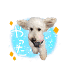 どんな時も犬と暮らす♪（個別スタンプ：17）