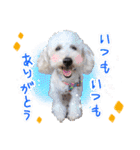 どんな時も犬と暮らす♪（個別スタンプ：19）