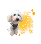 どんな時も犬と暮らす♪（個別スタンプ：21）