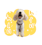 どんな時も犬と暮らす♪（個別スタンプ：22）