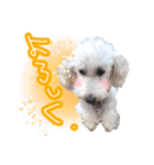 どんな時も犬と暮らす♪（個別スタンプ：24）