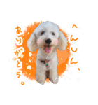 どんな時も犬と暮らす♪（個別スタンプ：26）