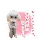 どんな時も犬と暮らす♪（個別スタンプ：27）