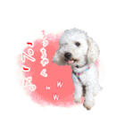 どんな時も犬と暮らす♪（個別スタンプ：28）