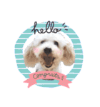 どんな時も犬と暮らす♪（個別スタンプ：29）
