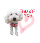 どんな時も犬と暮らす♪（個別スタンプ：31）