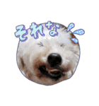 どんな時も犬と暮らす♪（個別スタンプ：33）