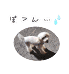どんな時も犬と暮らす♪（個別スタンプ：36）