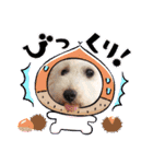 どんな時も犬と暮らす♪（個別スタンプ：38）