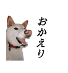チロルルのスタンプ④（個別スタンプ：1）
