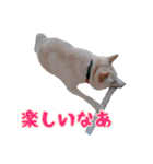 チロルルのスタンプ④（個別スタンプ：7）