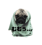 パグのししのすけ3（個別スタンプ：25）