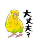 可愛いセキセイインコのピーちゃん（個別スタンプ：6）