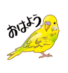 可愛いセキセイインコのピーちゃん（個別スタンプ：8）