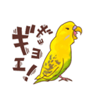 可愛いセキセイインコのピーちゃん（個別スタンプ：11）