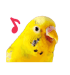 可愛いセキセイインコのピーちゃん（個別スタンプ：24）