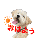まるぷー・ココア（日常・あいさつ）part1（個別スタンプ：1）