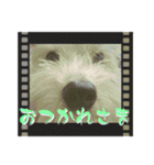 まるぷー・ココア（日常・あいさつ）part1（個別スタンプ：7）