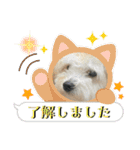 まるぷー・ココア（日常・あいさつ）part1（個別スタンプ：10）