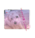 まるぷー・ココア（日常・あいさつ）part1（個別スタンプ：11）