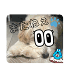 まるぷー・ココア（日常・あいさつ）part1（個別スタンプ：12）