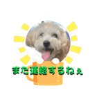 まるぷー・ココア（日常・あいさつ）part1（個別スタンプ：13）