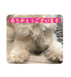まるぷー・ココア（日常・あいさつ）part1（個別スタンプ：14）