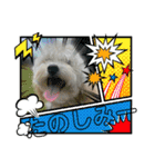 まるぷー・ココア（日常・あいさつ）part1（個別スタンプ：22）